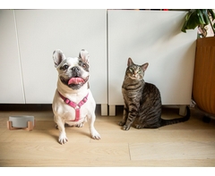1-Piece Pet Bowl & Stand